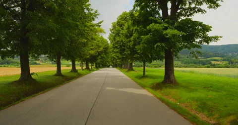 Avenue of trees by asphalt road Stock Footage 144480606