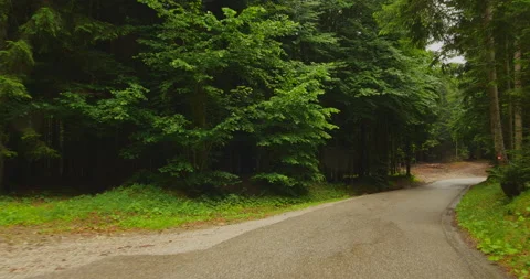 Avenue of trees by asphalt road Video stock 144496336