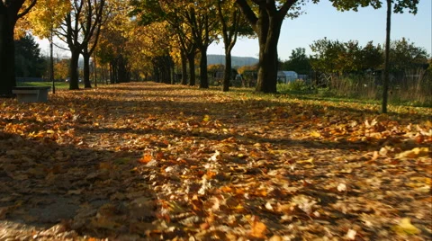 Avenue of trees in autumn Video stock 56738849