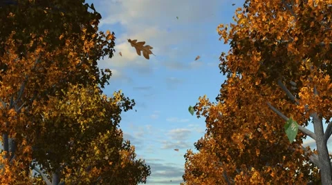 Avenue of trees in autumn - tracking shot - 4k Stock-Footage 43669866