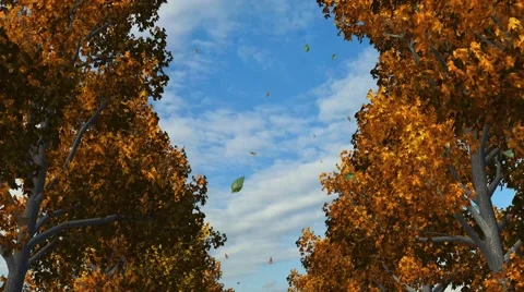 Avenue of trees in autumn - tracking shot - 4k Stock-Footage 43669962