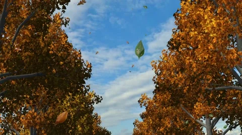 Avenue of trees in autumn - tracking shot - 4k Stock-Footage 43669978
