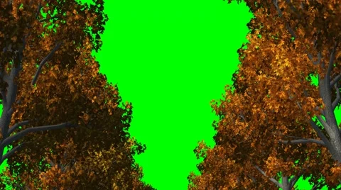 Avenue of trees in autumn - tracking shot - green screen  -4k 스톡 동영상 43670182