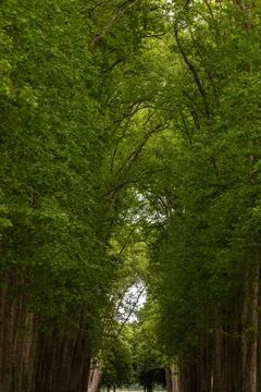 Avenue of Trees with Dense Canopy at Versailles Gardens, Paris. 写真素材