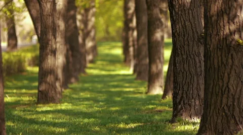 Avenue of trees Stock Footage 50096799