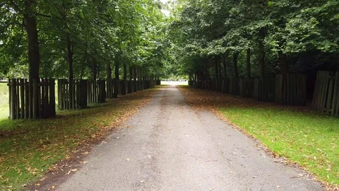Avenue of trees Stock Footage 114390229