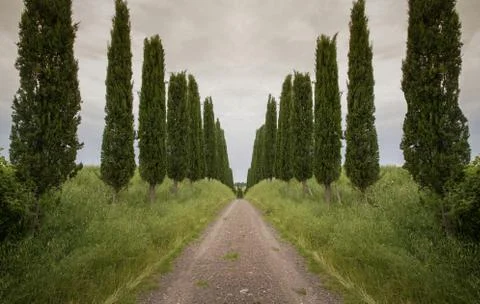 Avenue with trees in Italy Stock Photos