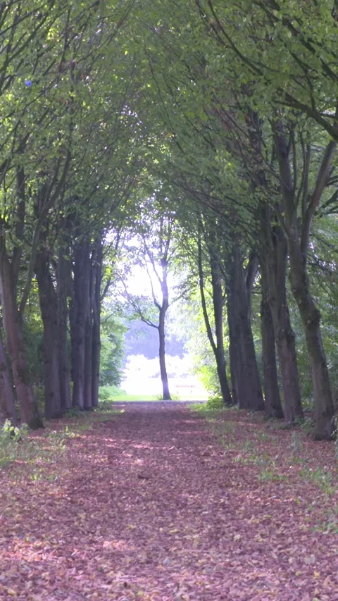 Avenue of trees, light at the end of the tunnel Stock Footage 311575460
