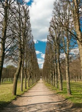 Avenue of trees in the park Stock Photos