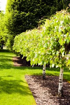 Avenue of trees in the park Stock Photos