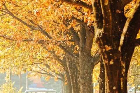 Avenue of trees in the park Stock Photos
