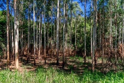 Avenue of trees with a path Foto stock