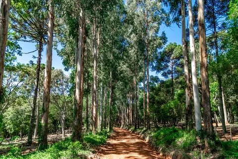 Avenue of trees with a path Fotos de archivo