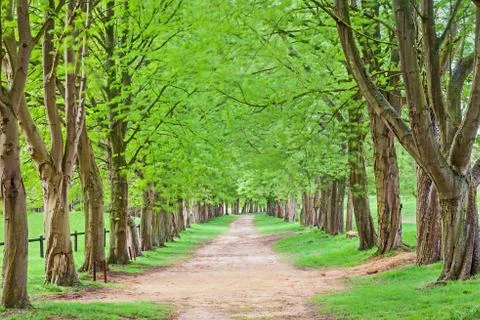 Avenue of trees Stock Photos