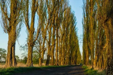  Avenue of trees Stock-Fotos