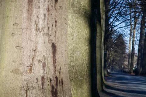 Avenue of trees Stock Photos