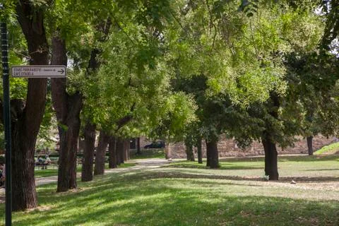 Avenue of trees Stock Photos
