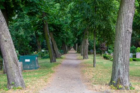 Avenue of trees Stock Photos