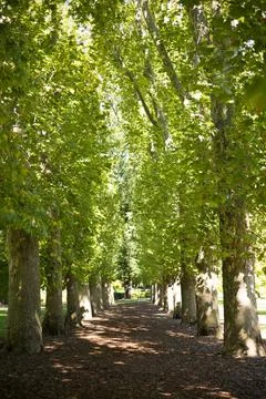 Avenue of trees Stock Photos