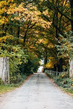 Avenue of Trees 写真素材