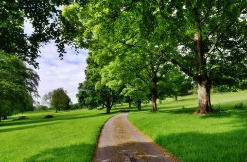 Avenue of trees with a road running through Stock Photos