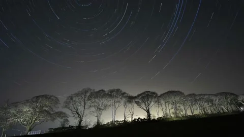 Avenue of trees with star trails Stock Footage 148394881
