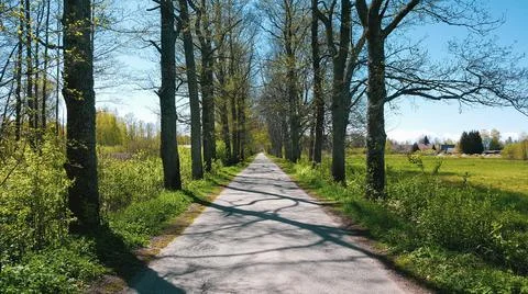 Avenue of trees in summer time. Foto stock