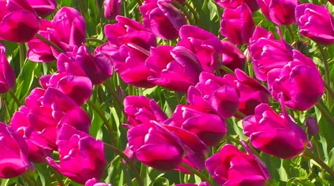 Avenue of tulips. Stock Footage 27076690