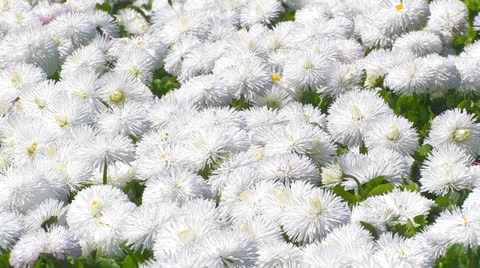 Avenue of white chrysanthemums Stock Footage 27092631