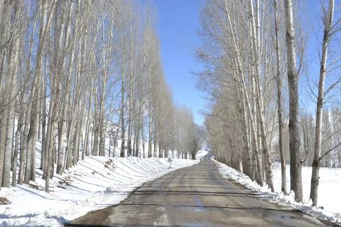 Avenue in winter with trees on both sides Stock Photos