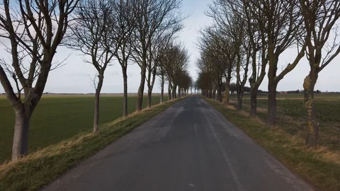 Avenue of winter trees Stock Footage 103236087