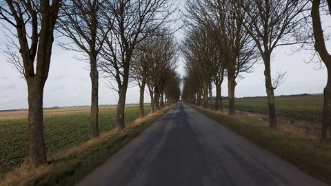 Avenue of winter trees  Stock Footage 103236092