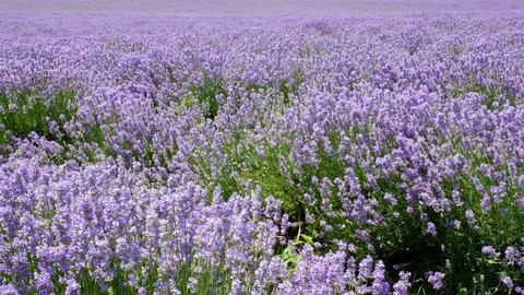 Avenues of grass Stock Footage 77469394