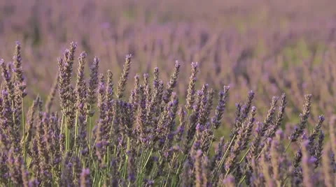Avenues of grass separate the rows of lavender which stretch as far as the eye Stock Footage 24672320