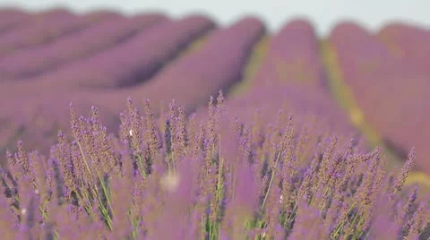 Avenues of grass separate the rows of lavender which stretch as far as the eye Stock Footage 24672327