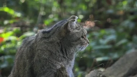 Average European wildcat looking in different directions, slow motion Stock Footage 311989528