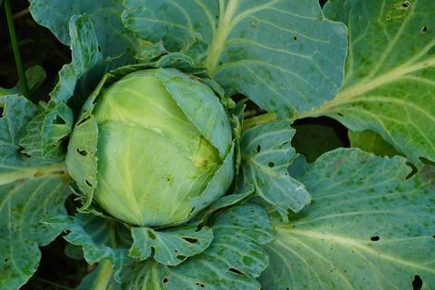 An average head of white cabbage grows among green leaves in a garden bed o.. 스톡 사진