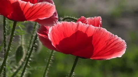 The average plan with bumblebee and bee.Attractive, bright, red color. Video stock 77503267