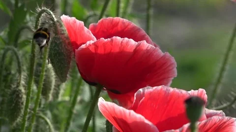 The average plan with bumblebee and bee.Attractive, bright, red color. Video stock 77503268