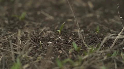 Average plan. many ants moving. in the field. the view from the top. slow motion Stock Footage 130523584