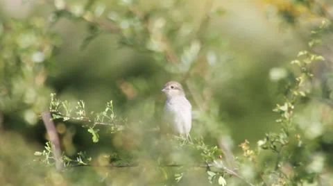 AVERLA BIRDS 1 Stock Footage 38337870