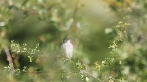 AVERLA BIRDS 2 Stock Footage 38336380