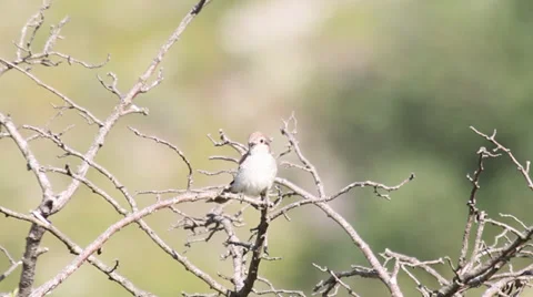 AVERLA BIRDS 3 Stock Footage 38339597