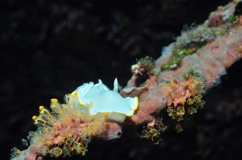Avernis ardeadoris Foto stock