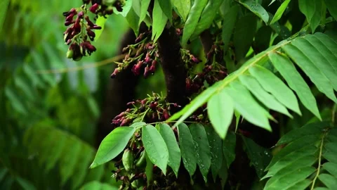 Averrhoa bilimbi fruit fresh in the tree Stock Footage 329775853