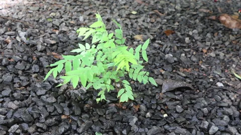 Averrhoa bilimbi sapling. Stock Footage 278344034