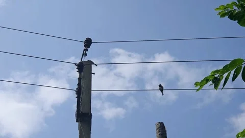 Avian Breeding Activity on Power Grid Lines: A wild sparrow sits patiently on an Stock Footage 346701808