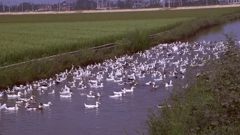 Avian Flu Vidéo 117131200