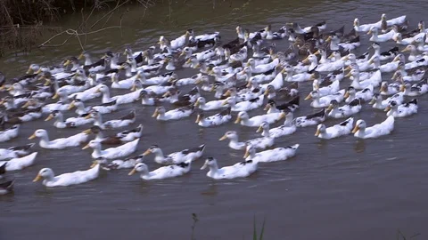 Avian Flu Vidéo 117131239