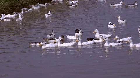 Avian Flu 動画素材 117131258